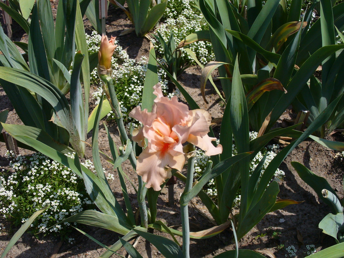 A pretty peach orange bearded iris flower in the garden. A pretty peach orange bearded iris flower in the garden.