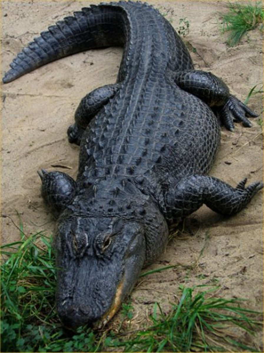 The Florida Alligator