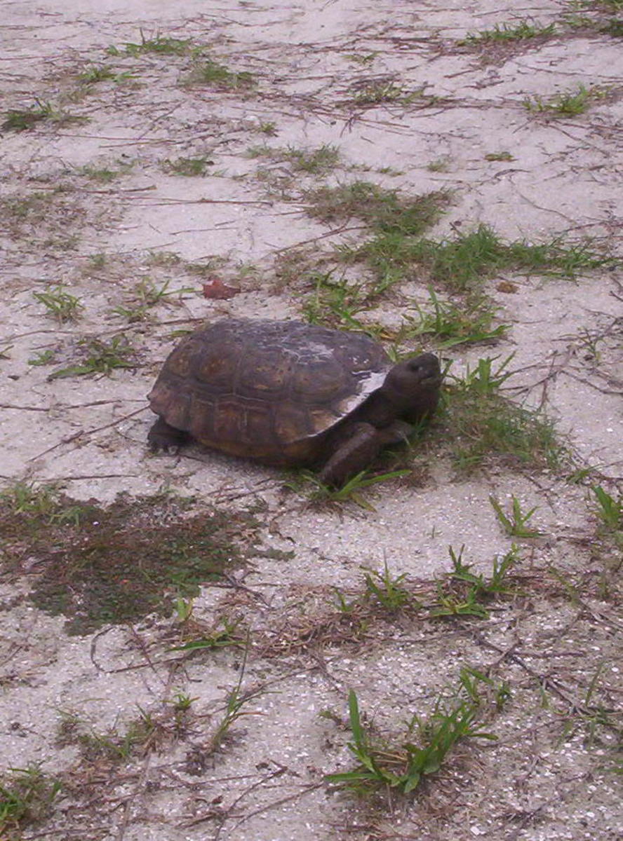 Wildlife In The State Of Florida: Photos Of Some Of The Most Common ...