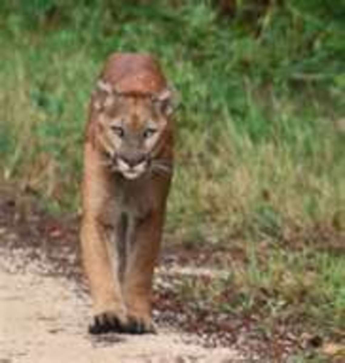 Wildlife In The State Of Florida: Photos Of Some Of The Most Common Wild Animals Seen In Florida
