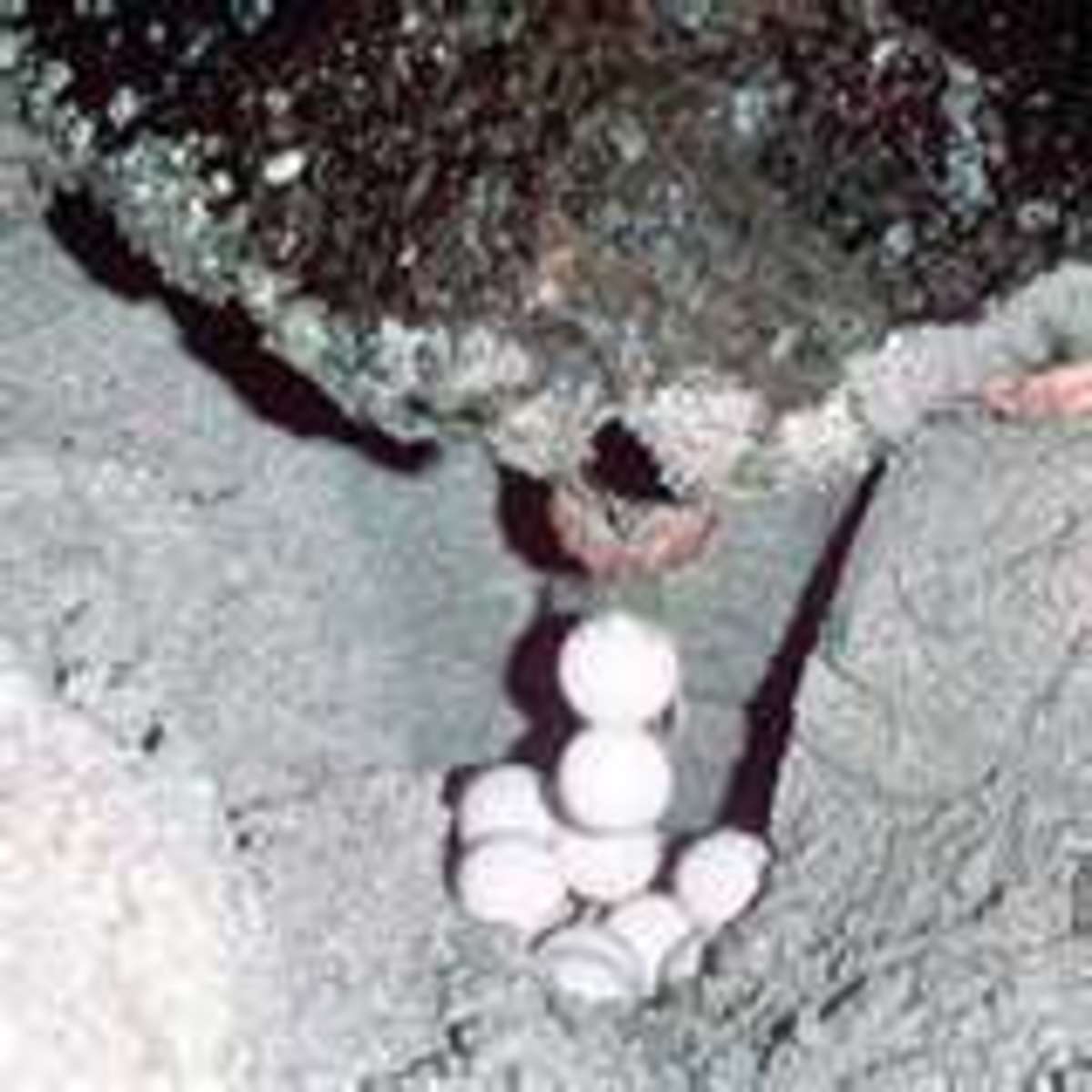 The Loggerhead has started to lay her eggs.  These eggs are protected, so please don't touch them.