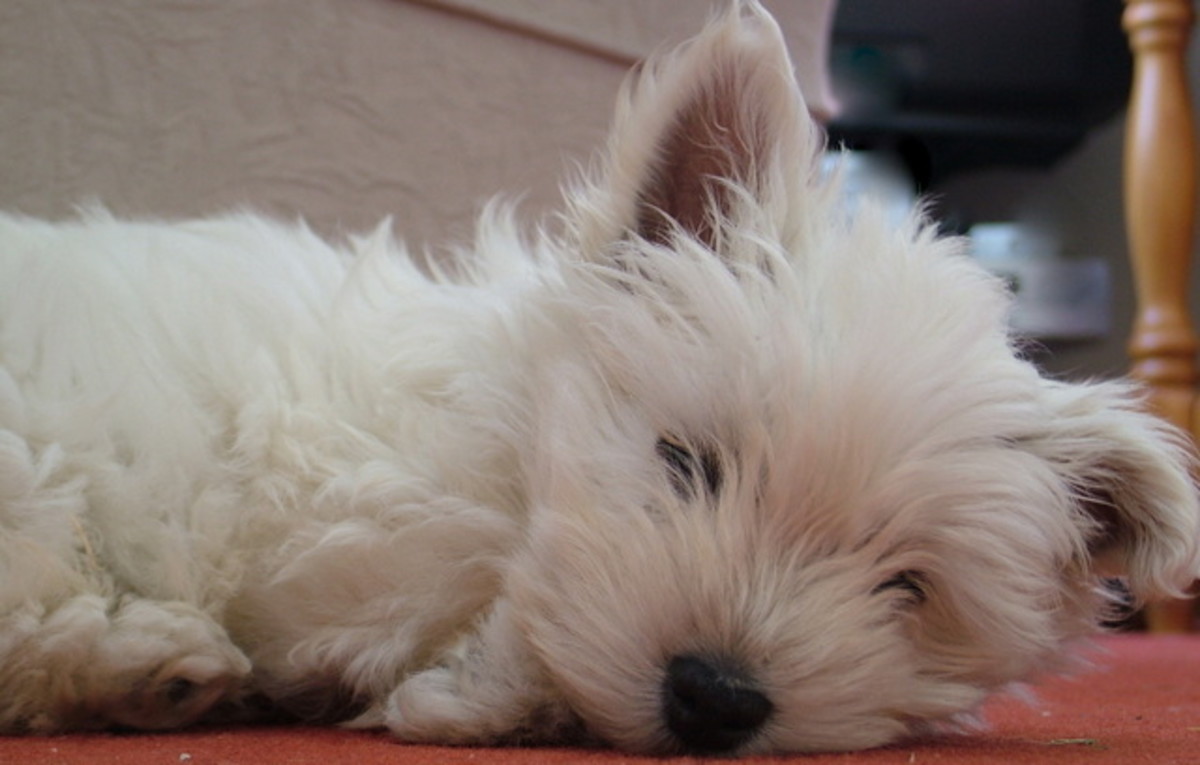 A Day in the Life of a West Highland White Terrier (Westie) - HubPages