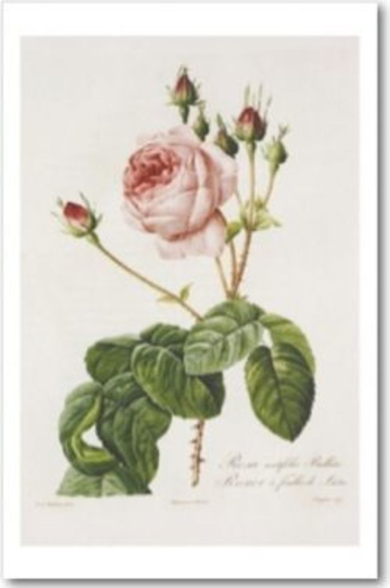 Antique Heirloom and Old Garden Roses: Categories & Characteristics ...