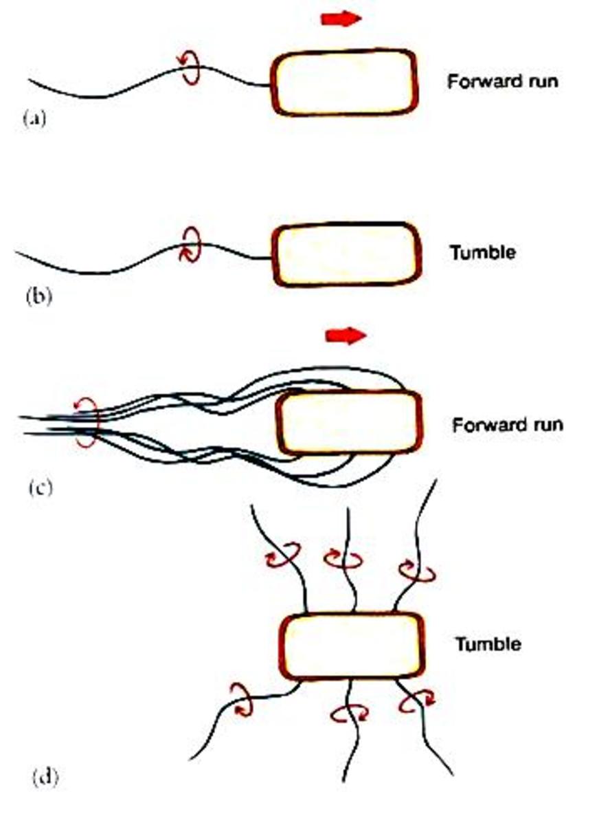 Forward run, Tumble Example. Click to Enlarge