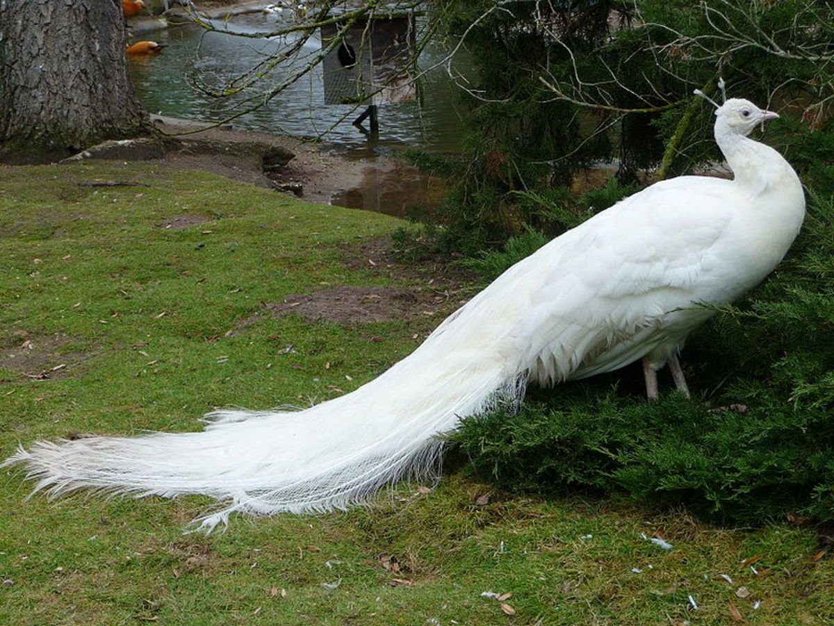 Leucistic (white) peacock.
