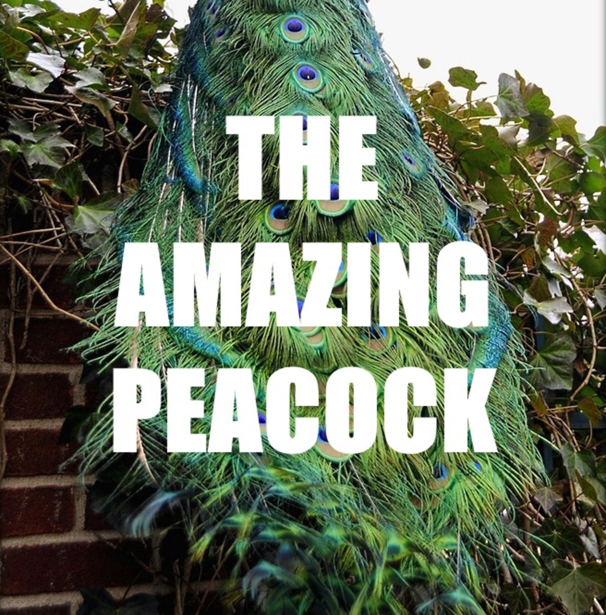The beautiful and amazing peacock.