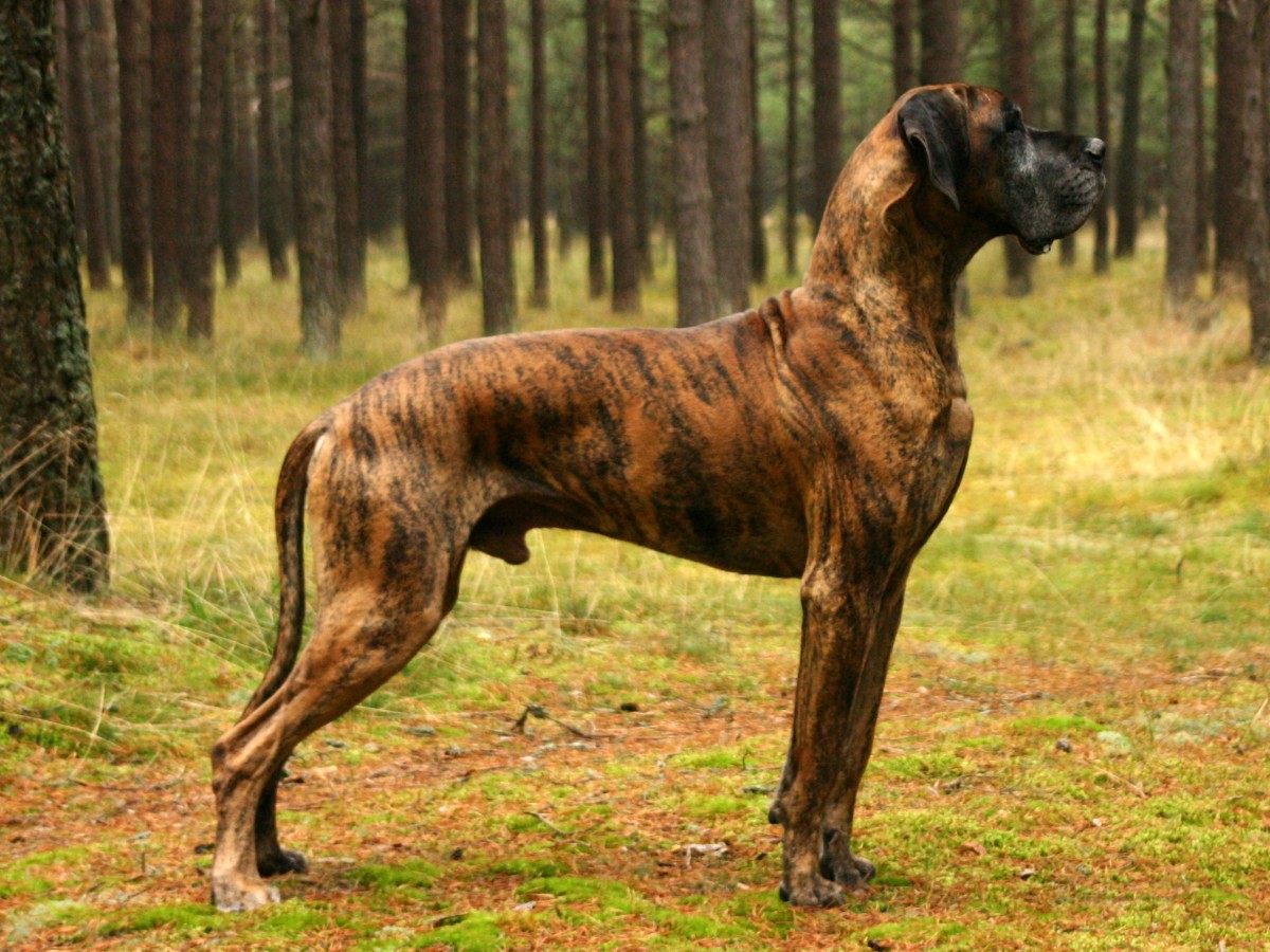 top-10-strongest-dogs