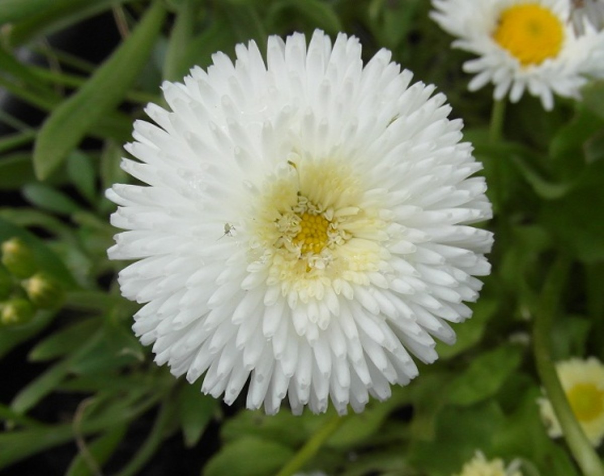 double flowers, like this double variety of the lawn daisy, are of no use to bumble bees.
