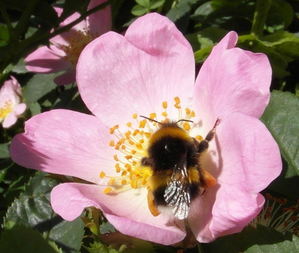 White tailed bumble bee on dog rose