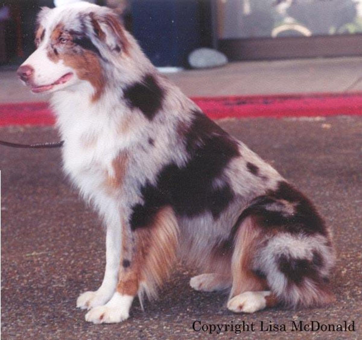 BLACK AUSSIES