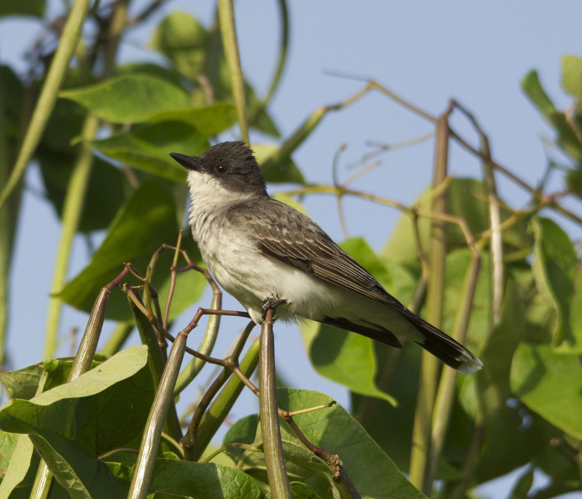 the-eastern-and-western-kingbirds-similarities-and-differences