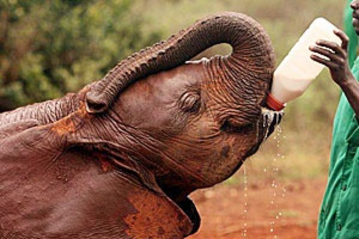 David Sheldrick Elephant and Rhino Orphanage