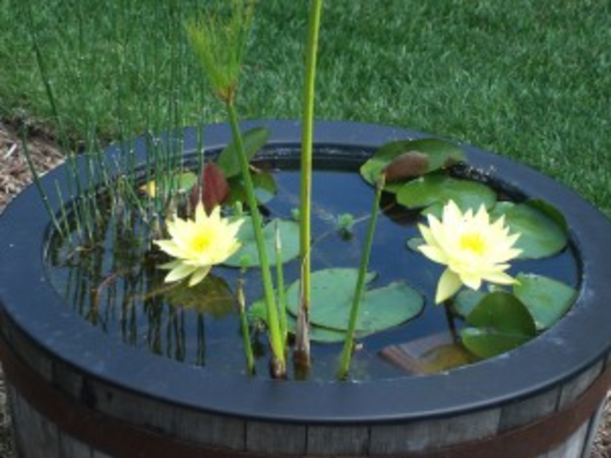 making-mini-water-gardens
