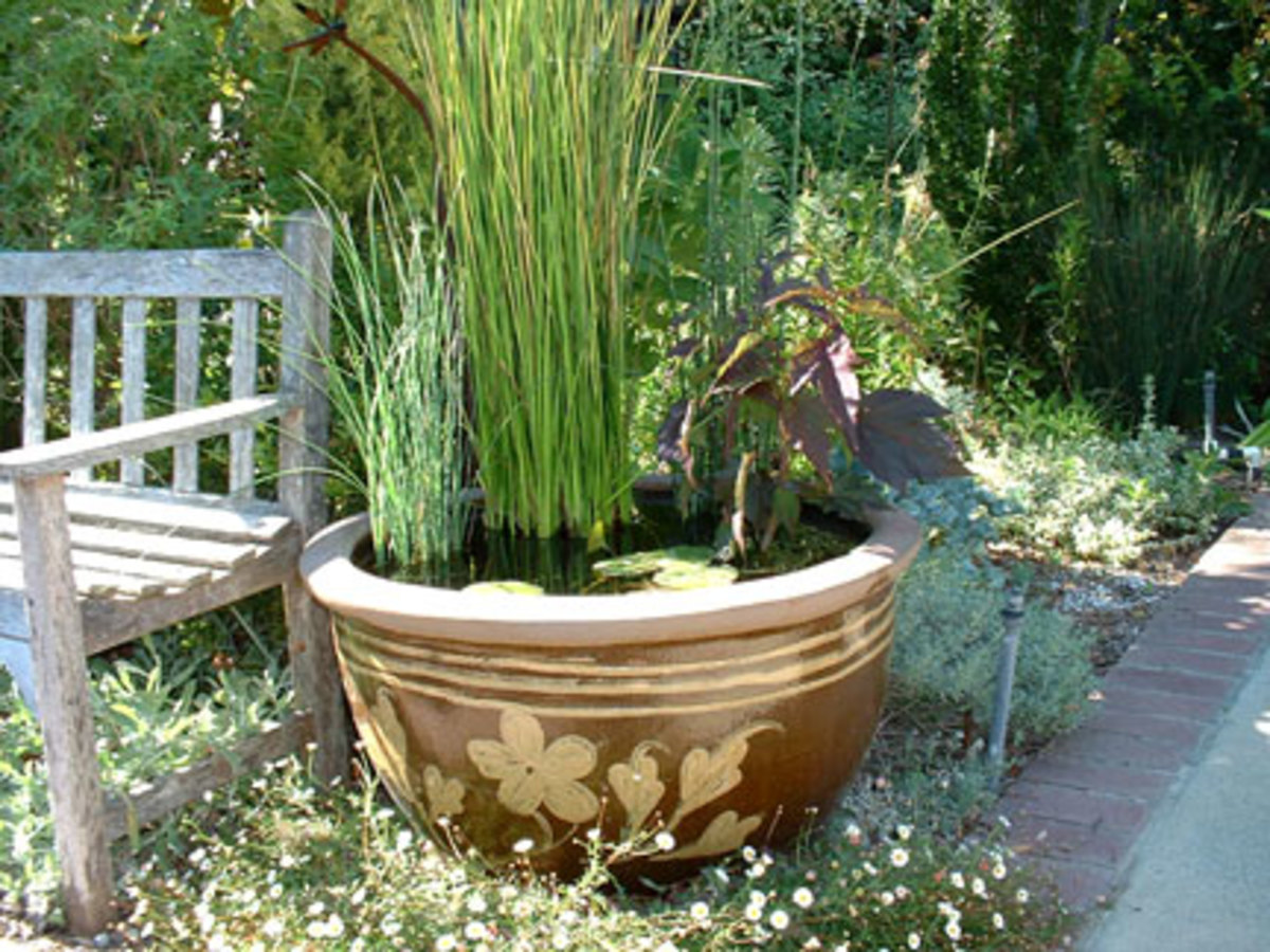making-mini-water-gardens