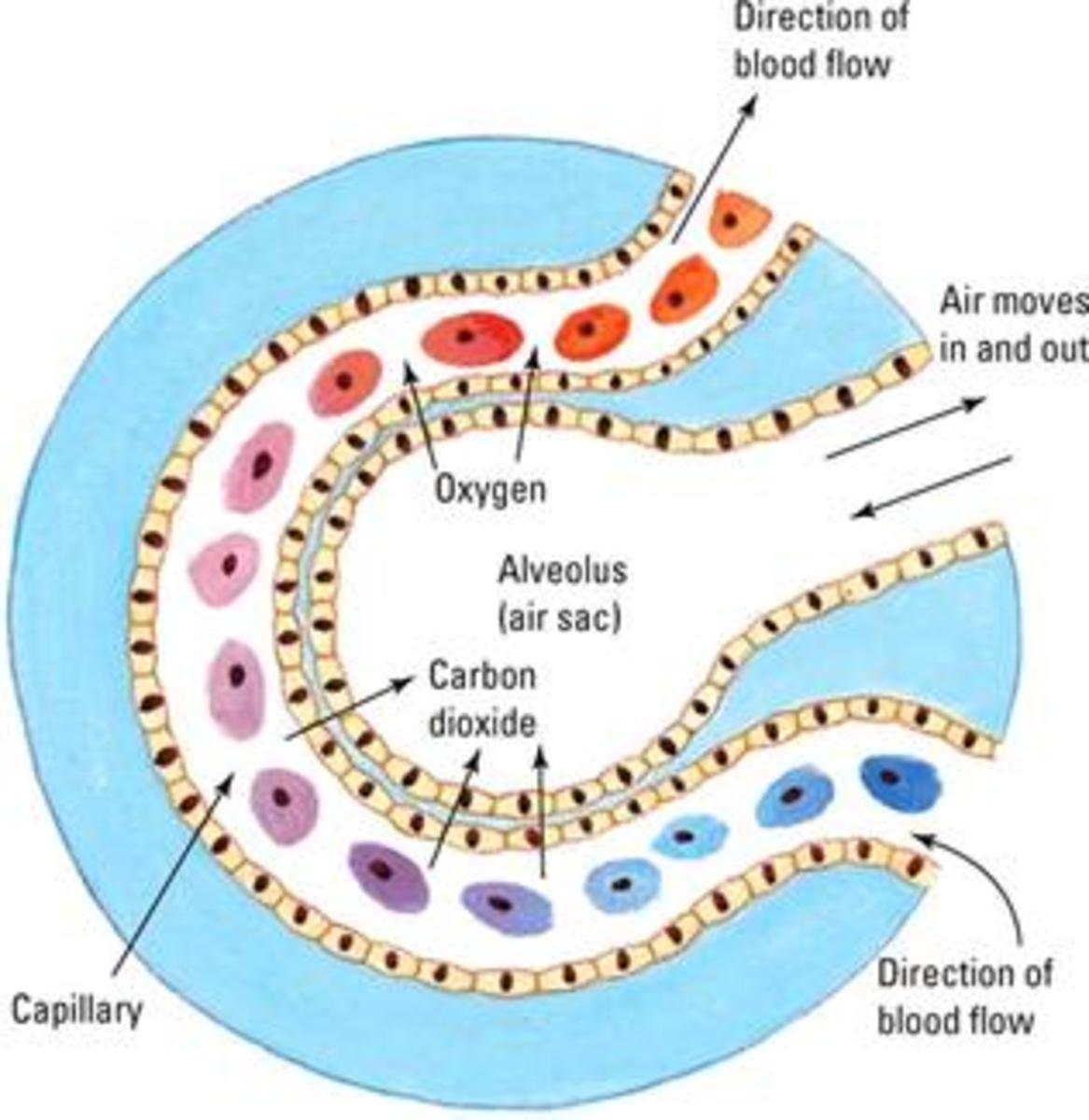 What is the Respiratory System: Diagram and Function - HubPages