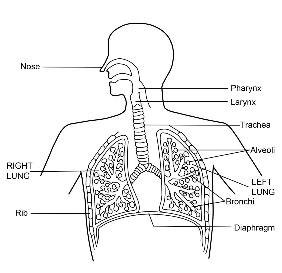 What Is The Respiratory System Diagram And Function HubPages What Is The Respiratory System Diagram And Function HubPages