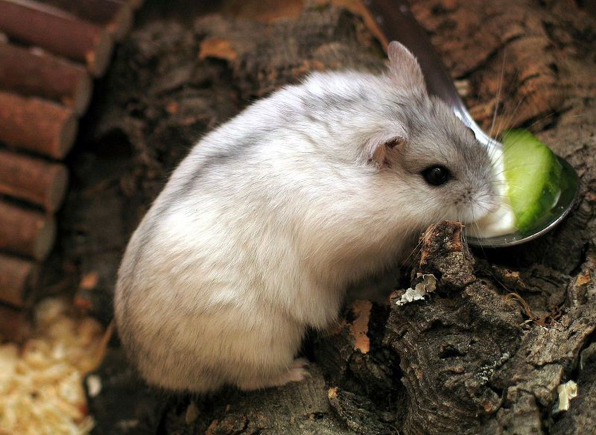 How to Get a Dwarf Hamster to be Friendly