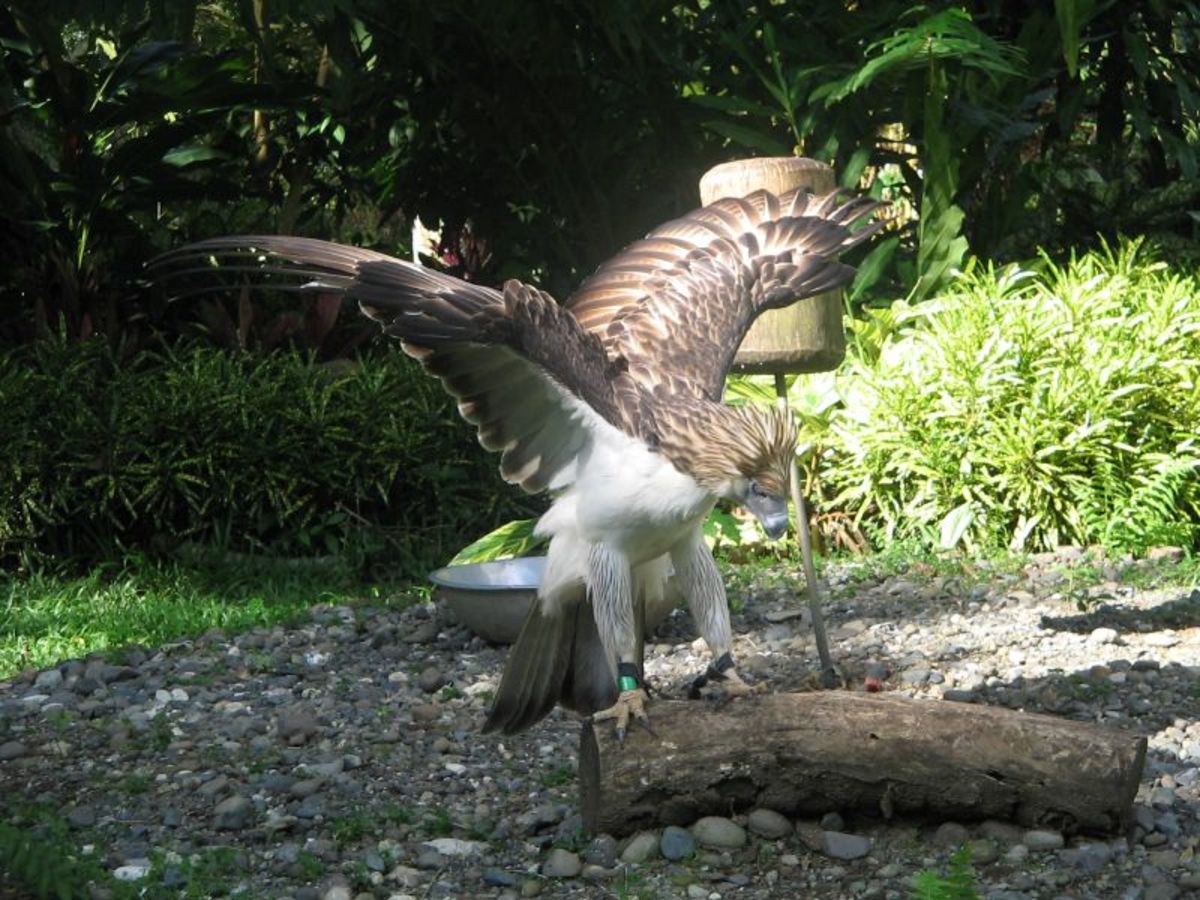 birds-of-prey-the-philippine-eagle