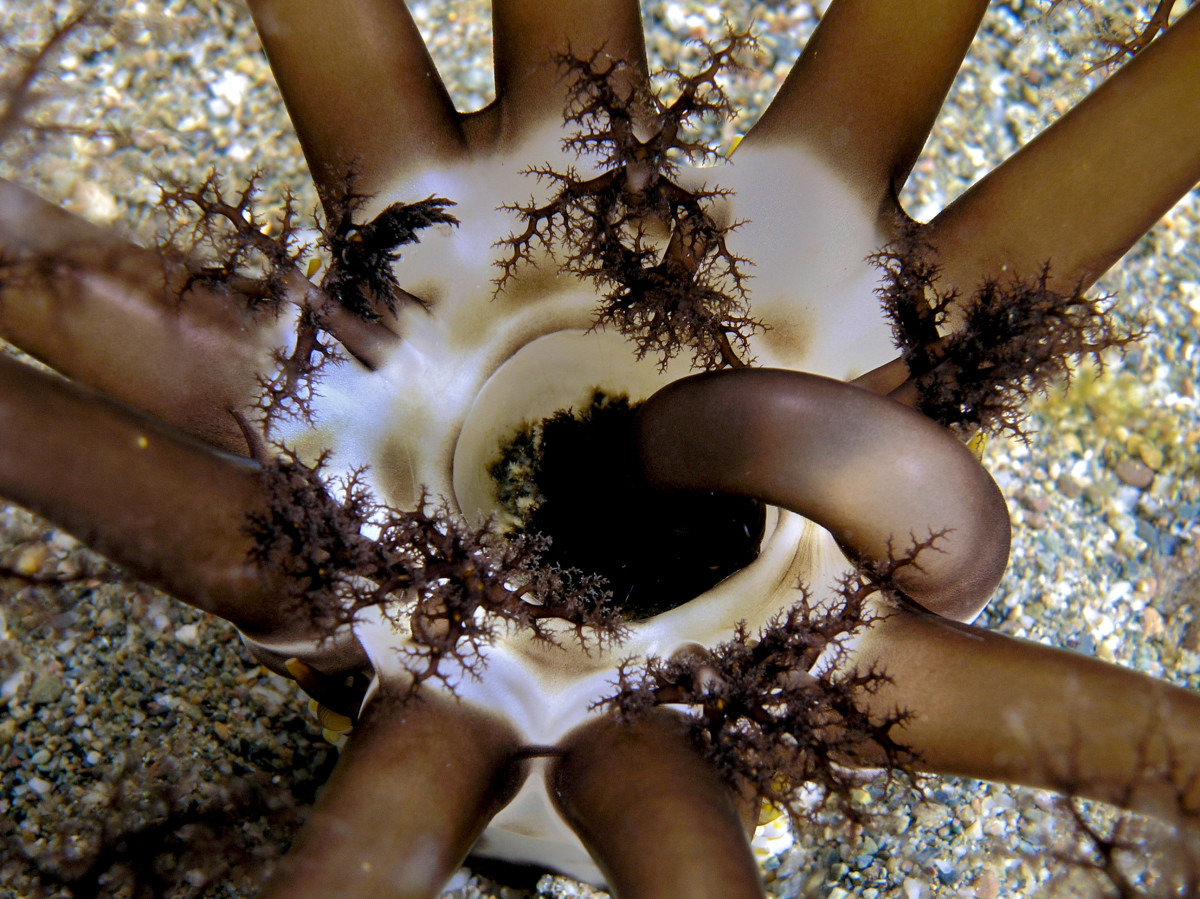 Neothyonidium magnum, burrowing sea cucumber, feeding itself.