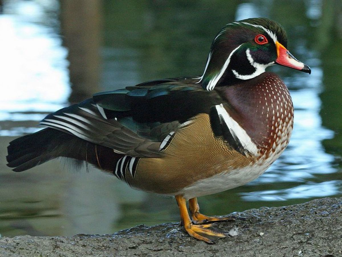 Instructions for Building a Wood Duck House