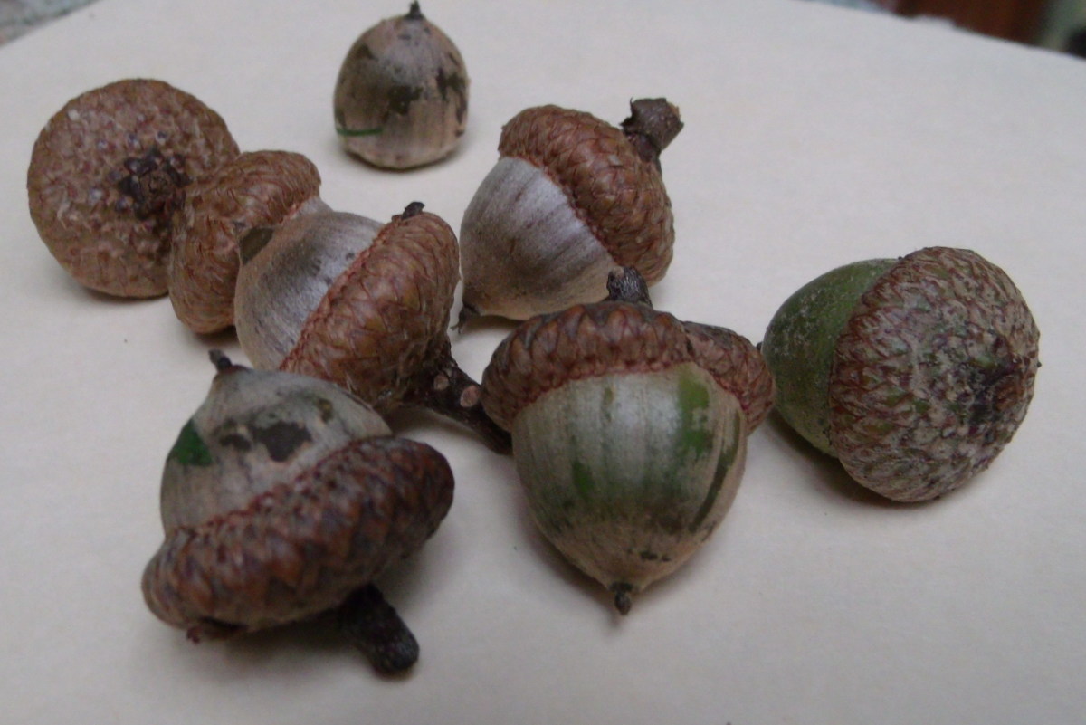 Want to Make Your Wild Birds Happy? Feed Them Nuts! - HubPages