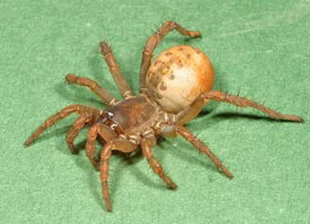 The Evolution of Spiders and Their Remarkable Adaptations Owlcation
