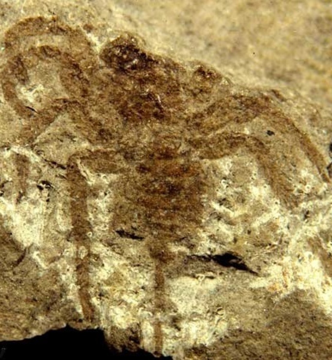 An Attercopus fossil showing a tail (bottom).