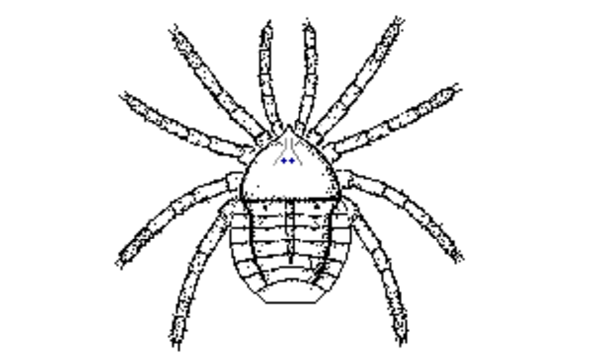 The Evolution of Spiders and Their Remarkable Adaptations Owlcation
