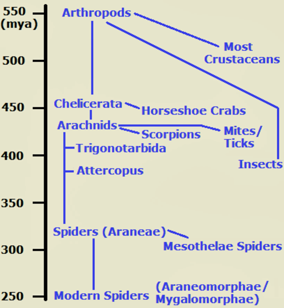 A timeline of spider ancestors, beginning 550 million years ago (mya).