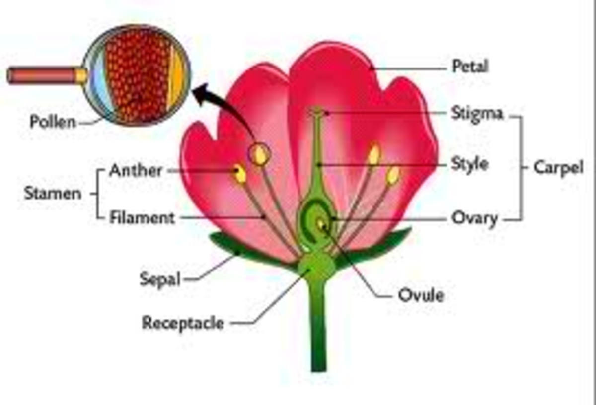 Образование цветов. Flower structure. The structure of the ovary of Plants. Стигма цветок. Reproduction in Plants.