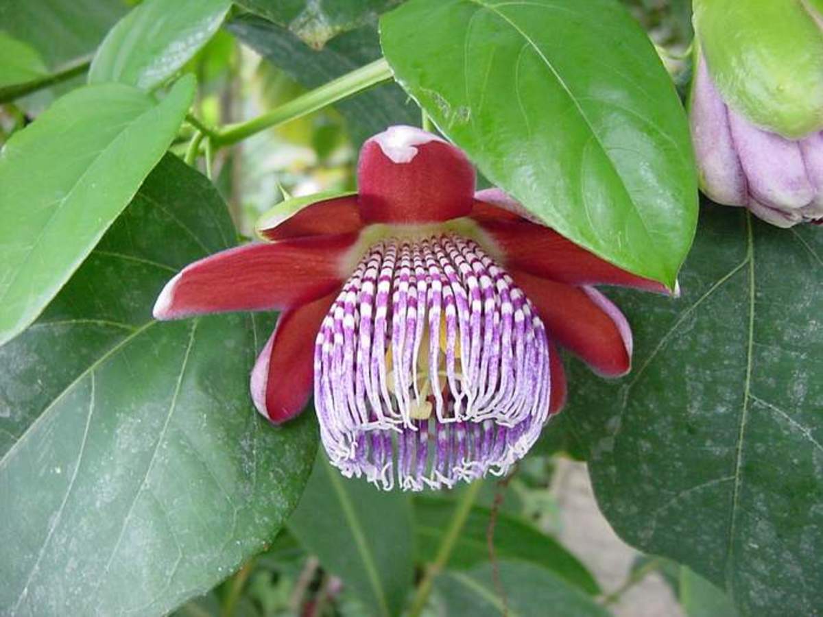 Passiflora alata flower.