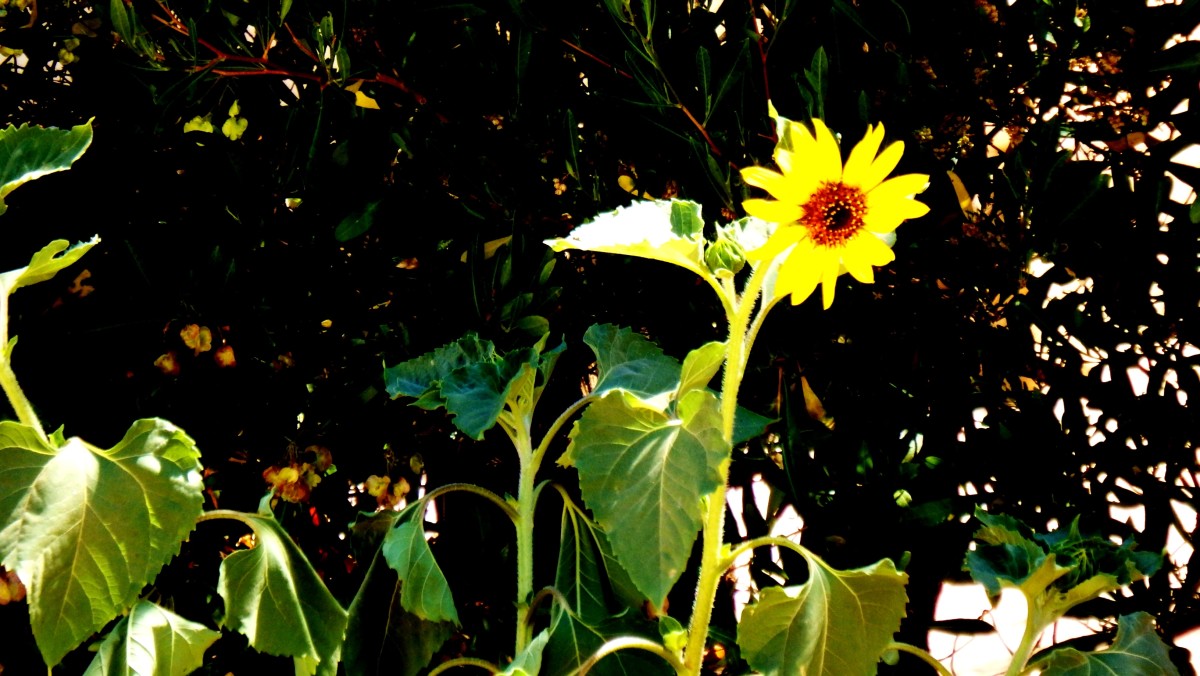 Be a sunflower. Bloom and grow even when living conditions are against it. Strive to bloom.