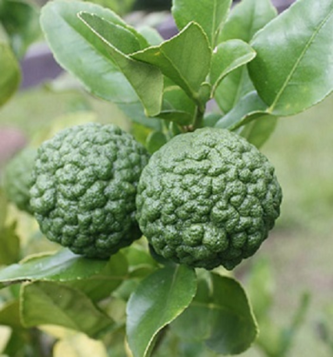 Makrut Lime: An Lesser-Known Lime with Amazing Benefits