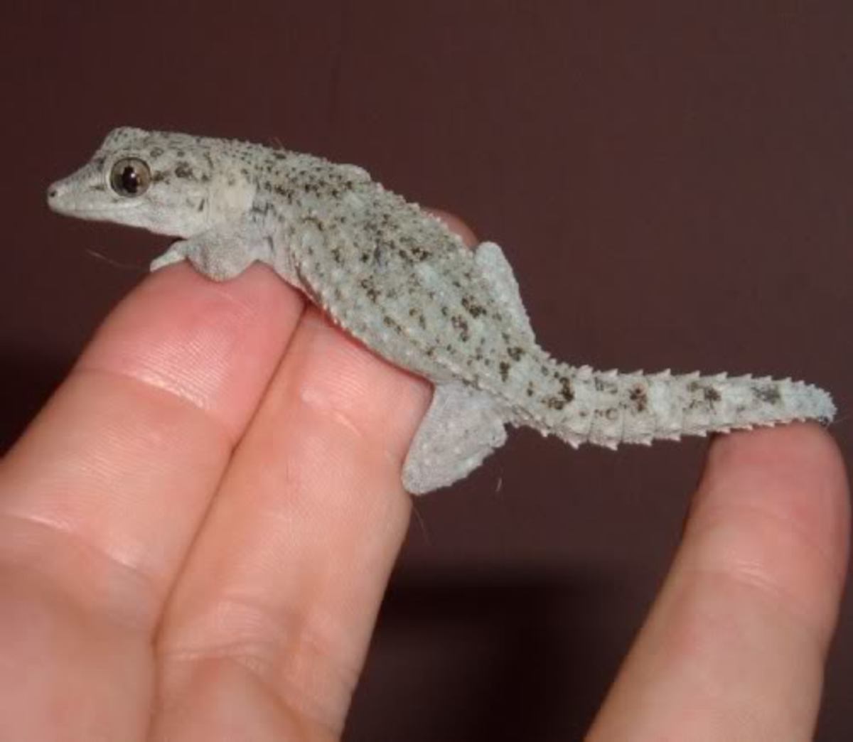 Tenerife Gecko