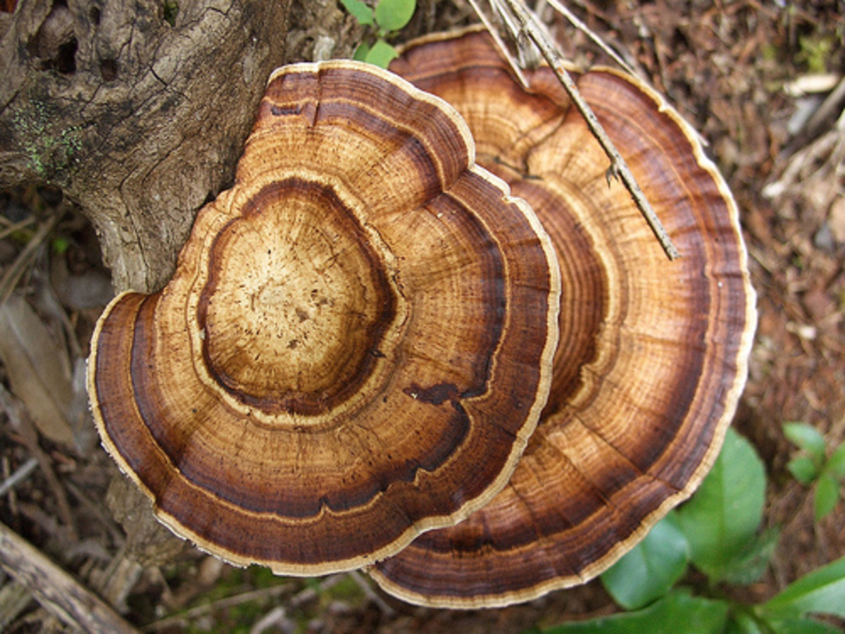 Rainforest Fungus in the Cameron highlands rainforest in Malaysia 