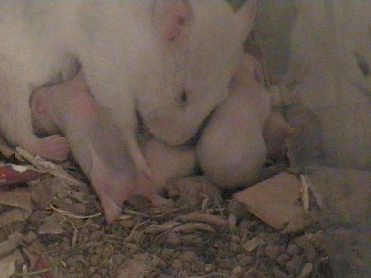 pregnant-hamster