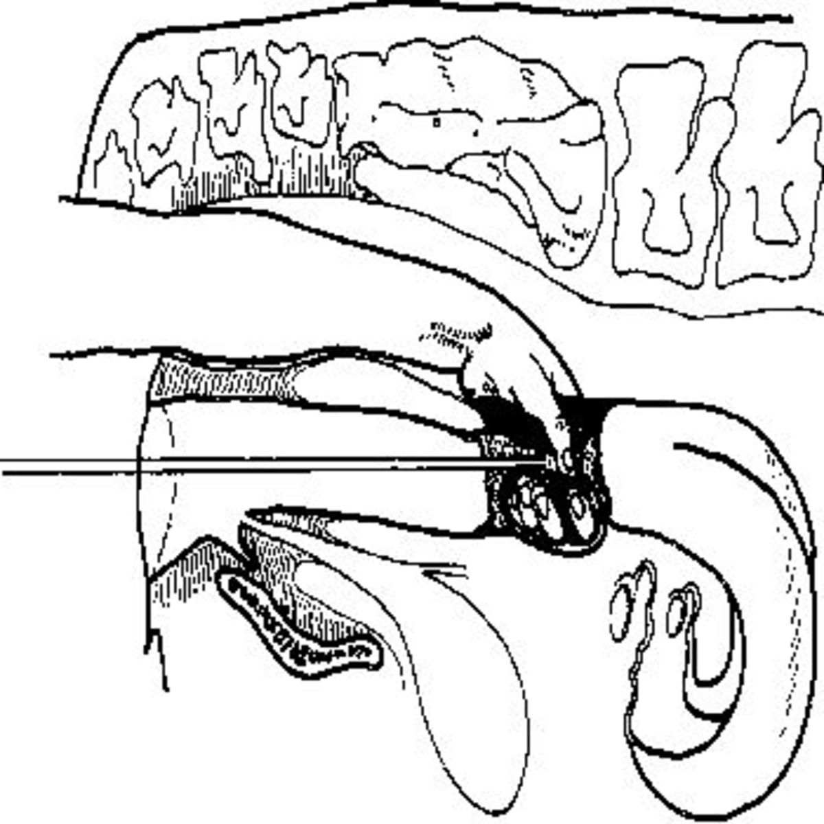 The Art and Science of Artificial Insemination in Cattle