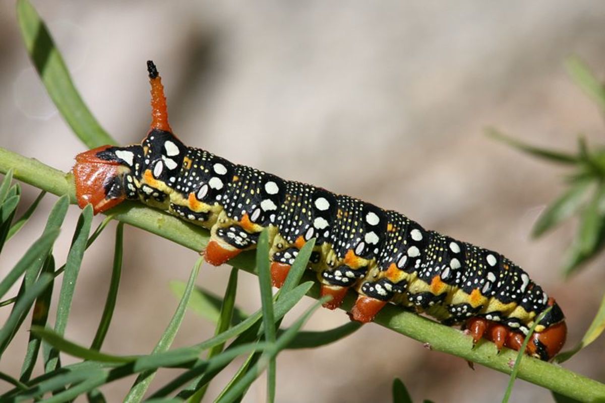 Spurge Hawk Moth caterpillar. Photo by Daniel Schwen