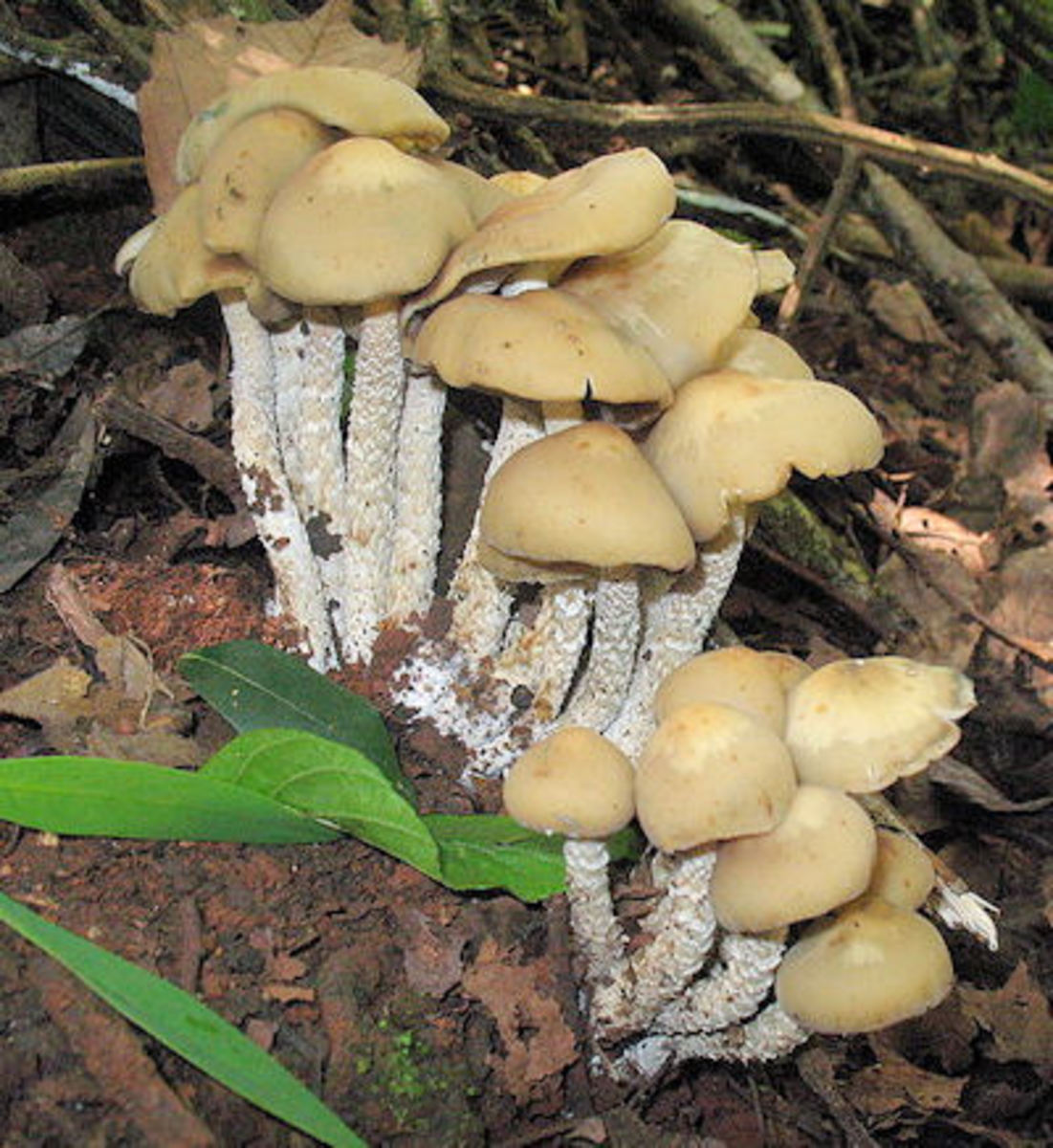 Psilocybin mushrooms (Photo from Wikipedia Commons)