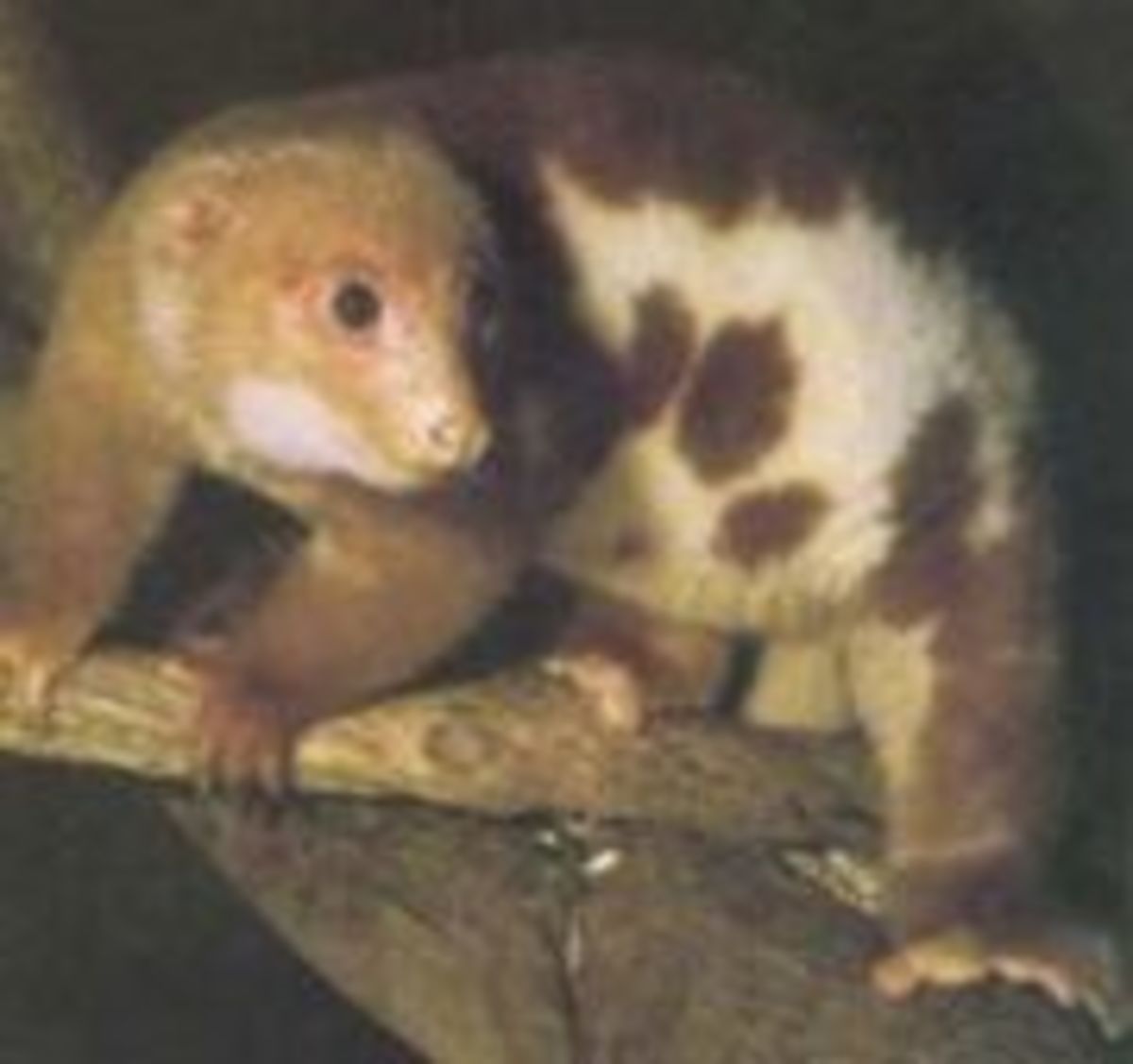 The Spotted Cuscus