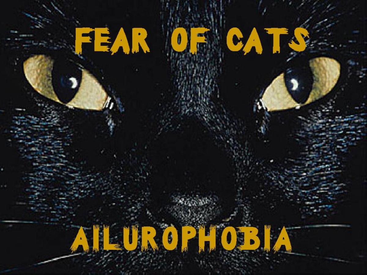 List of Animal Phobias HubPages