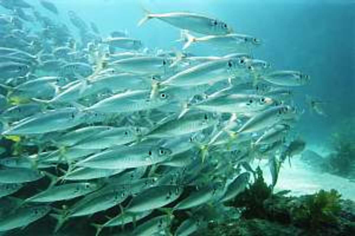 A School of Jack Mackeral feed in the upwelling currents over the reef.