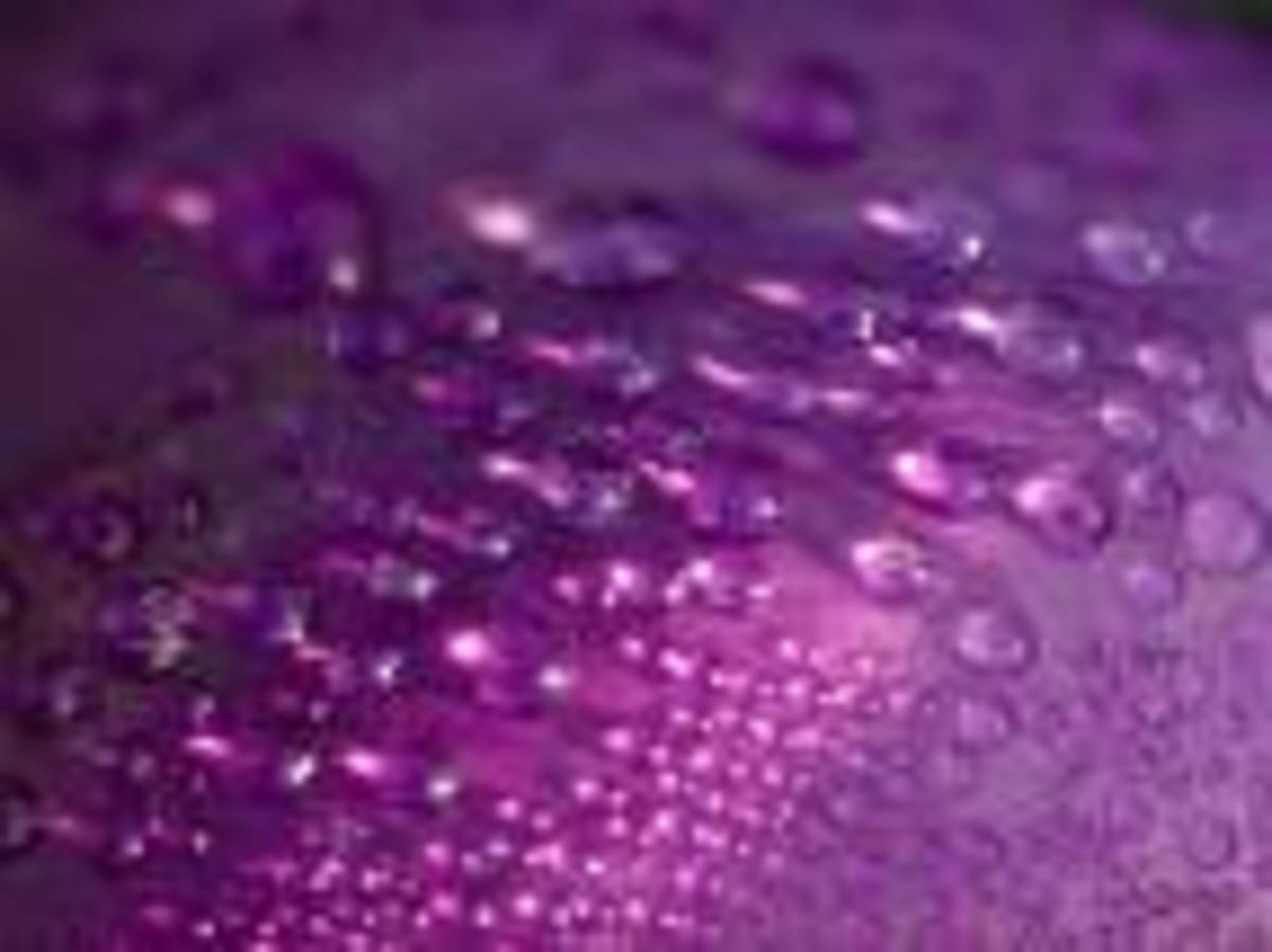 Dewdrops in purple!
