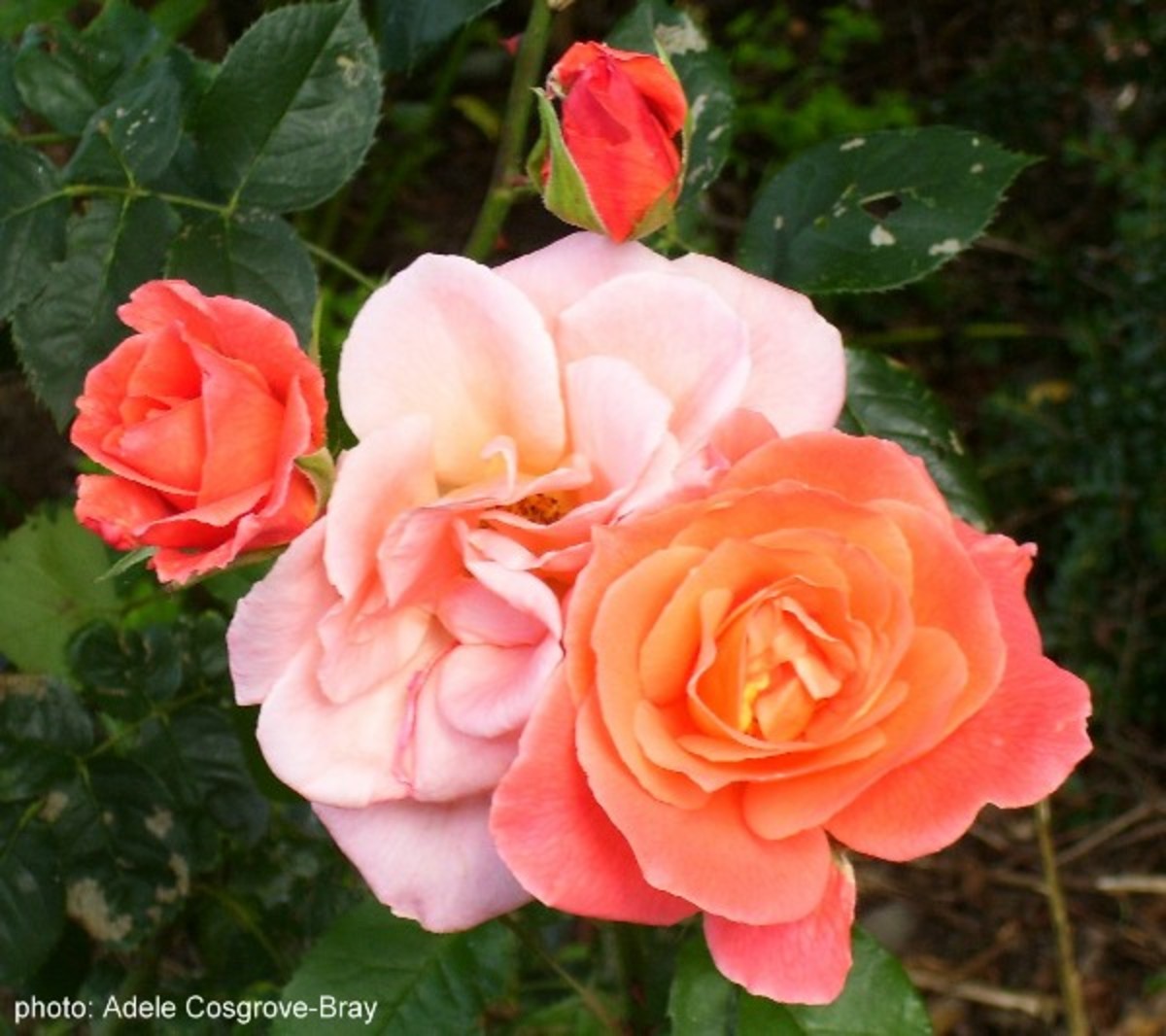 Roses are an old favourite, and they're so easy to grow even in the most difficult of soils.