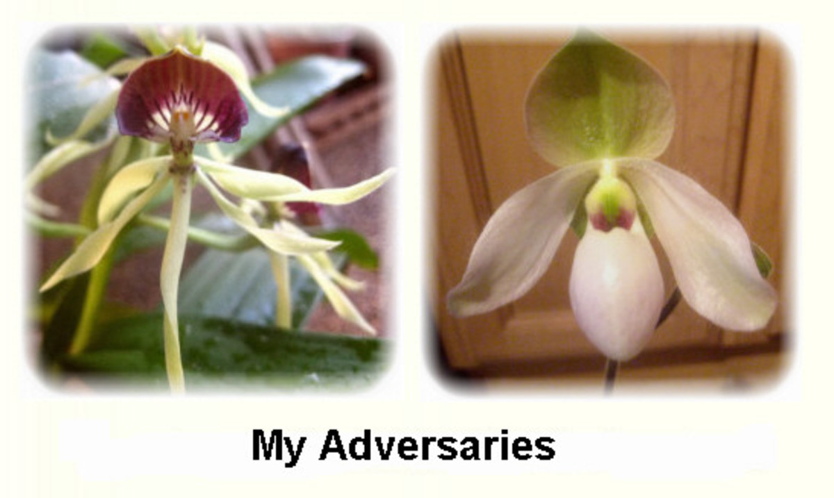 alienorchids