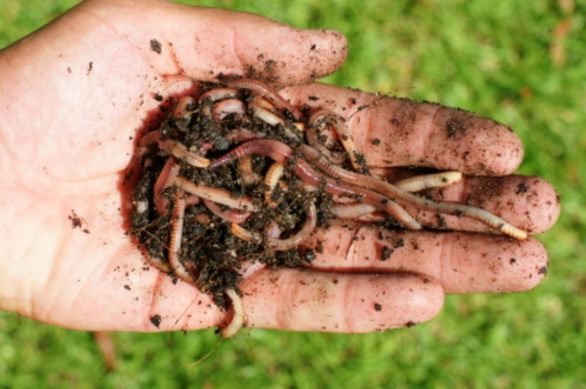 facts-about-vermicomposting
