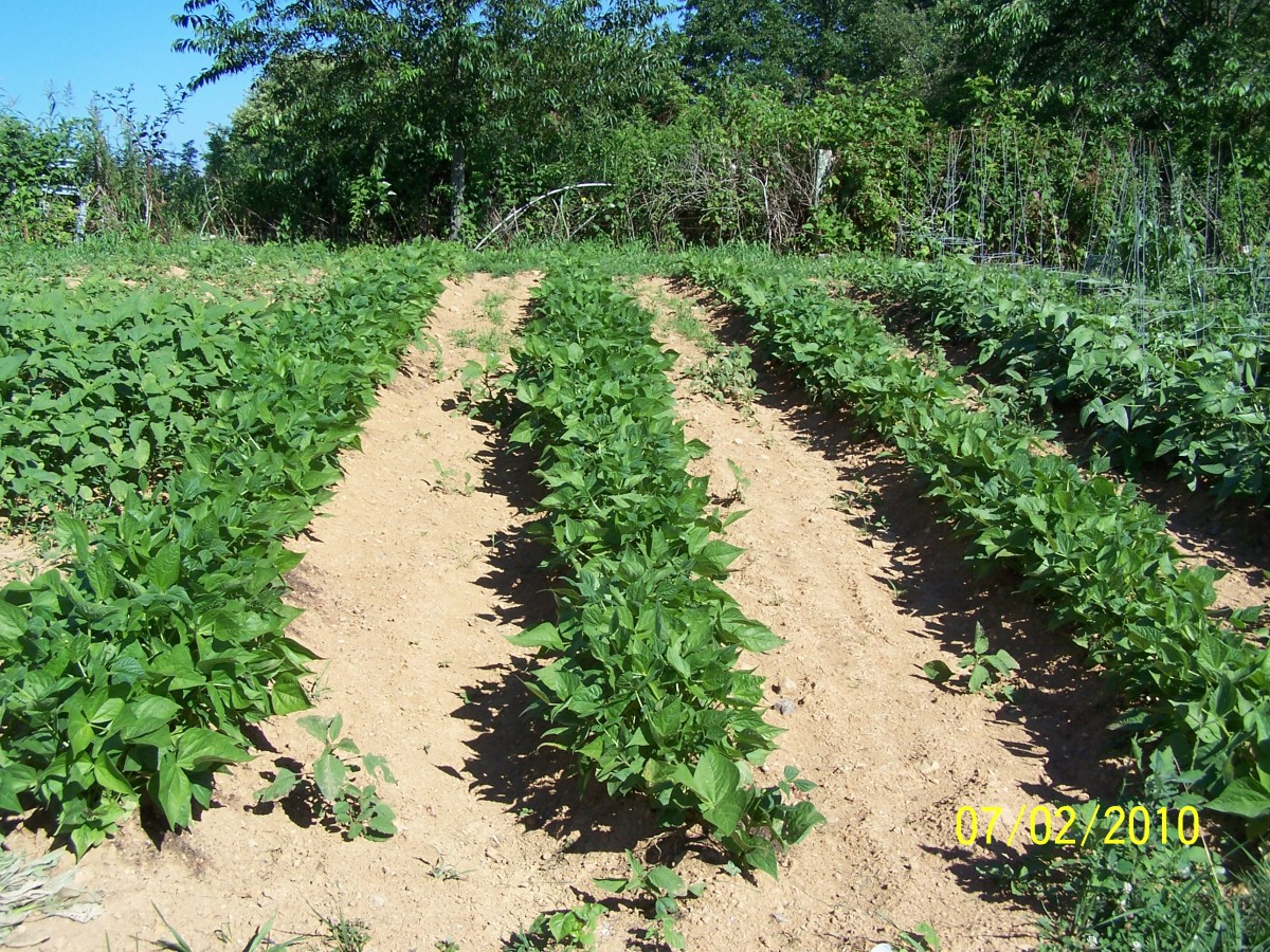 Another picture of rows of bush beans that are not as far grown as the previous picture. A key to a good crop is keeping the rows between clear of weeds.
