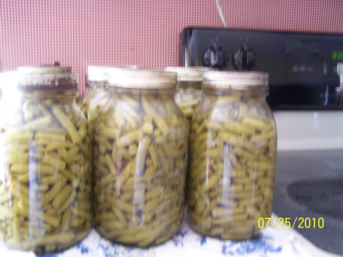 Finished jars of beans after the pressure canning process is complete. The beans are a darker green, which is one effect of the canning process.