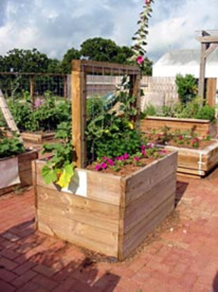 raised-bed-gardening-for-the-disabled