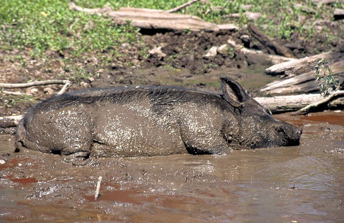 10 Things You Didn T Know About Mud Sweat And Beards